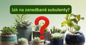 Péče o pokojové květiny a tipy od nás